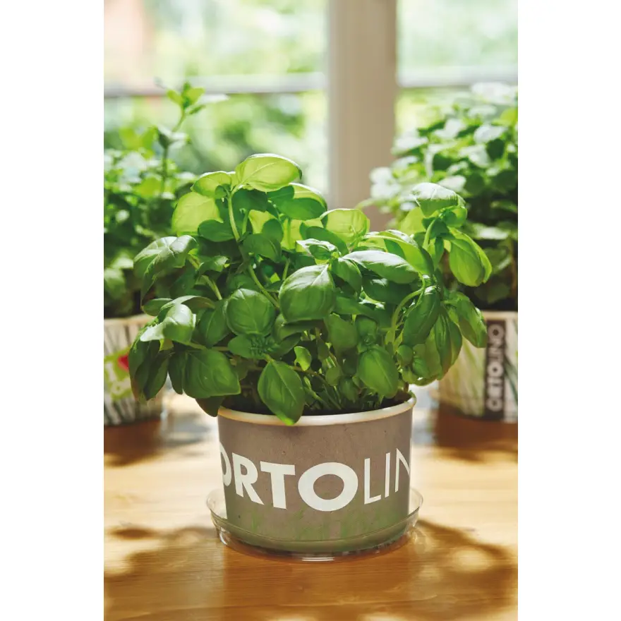 Basil Vegetable Garden