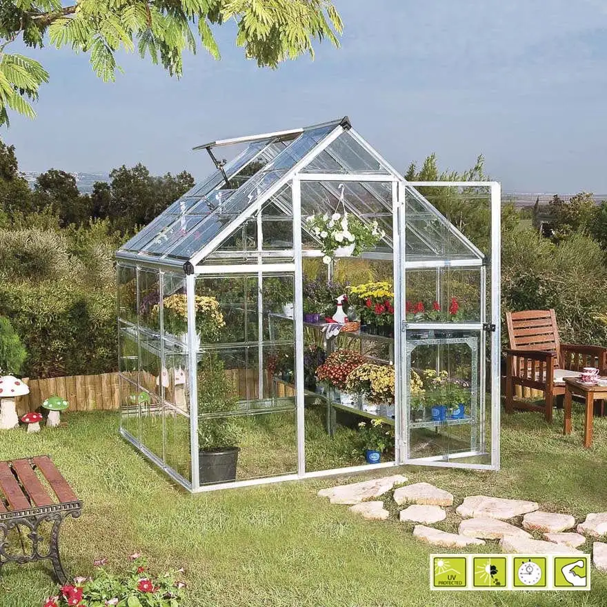 Greenhouse Doritis Medium