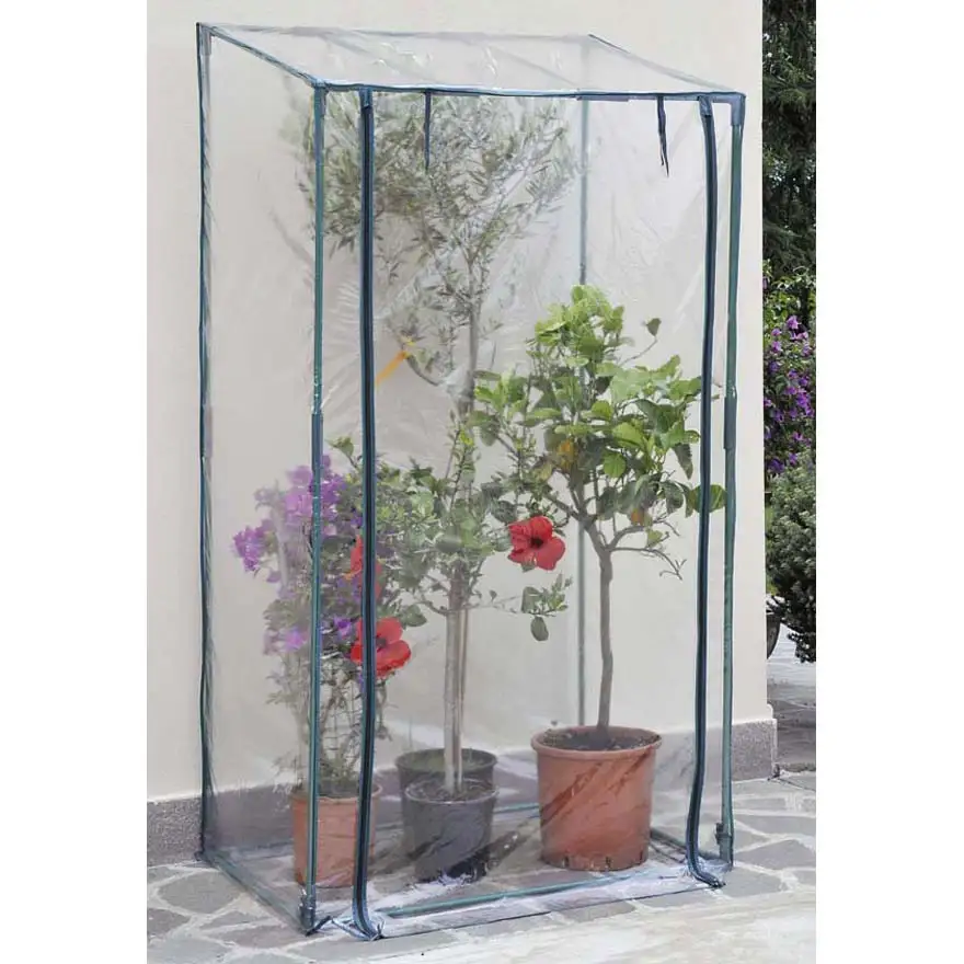 Greenhouse Bougainvillea