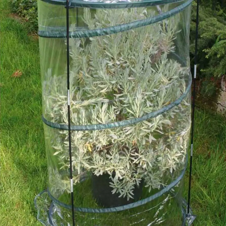Citrus Pop-up Greenhouse