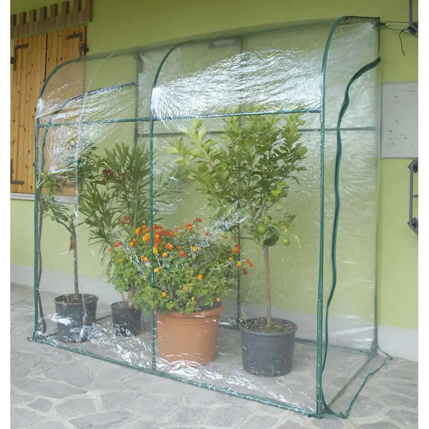 Greenhouse Oleander