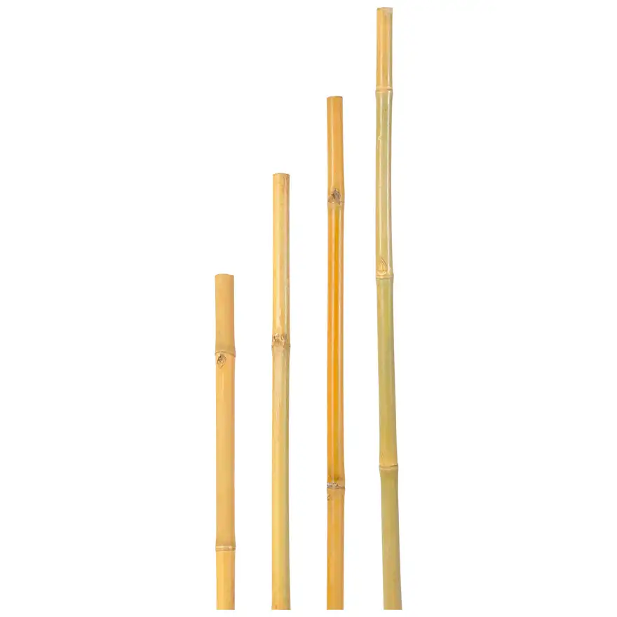 Thai bamboo cane